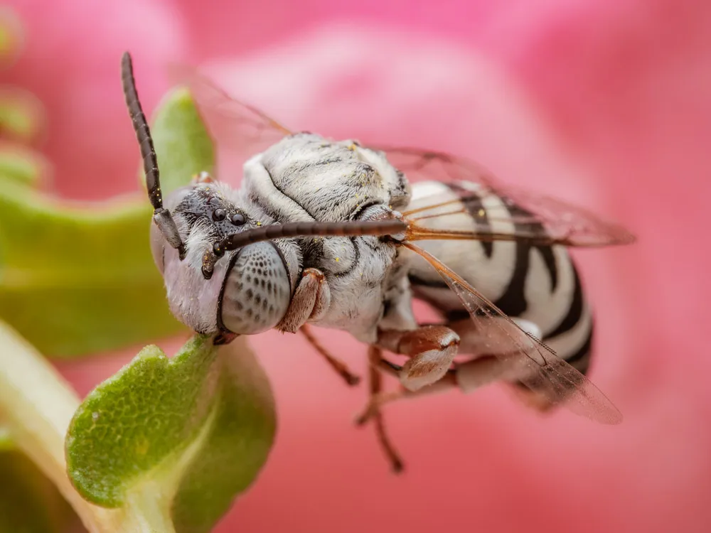 White cuckoo bee