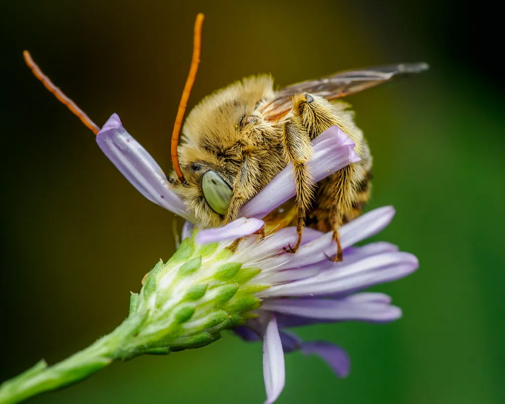 Longhorn bee