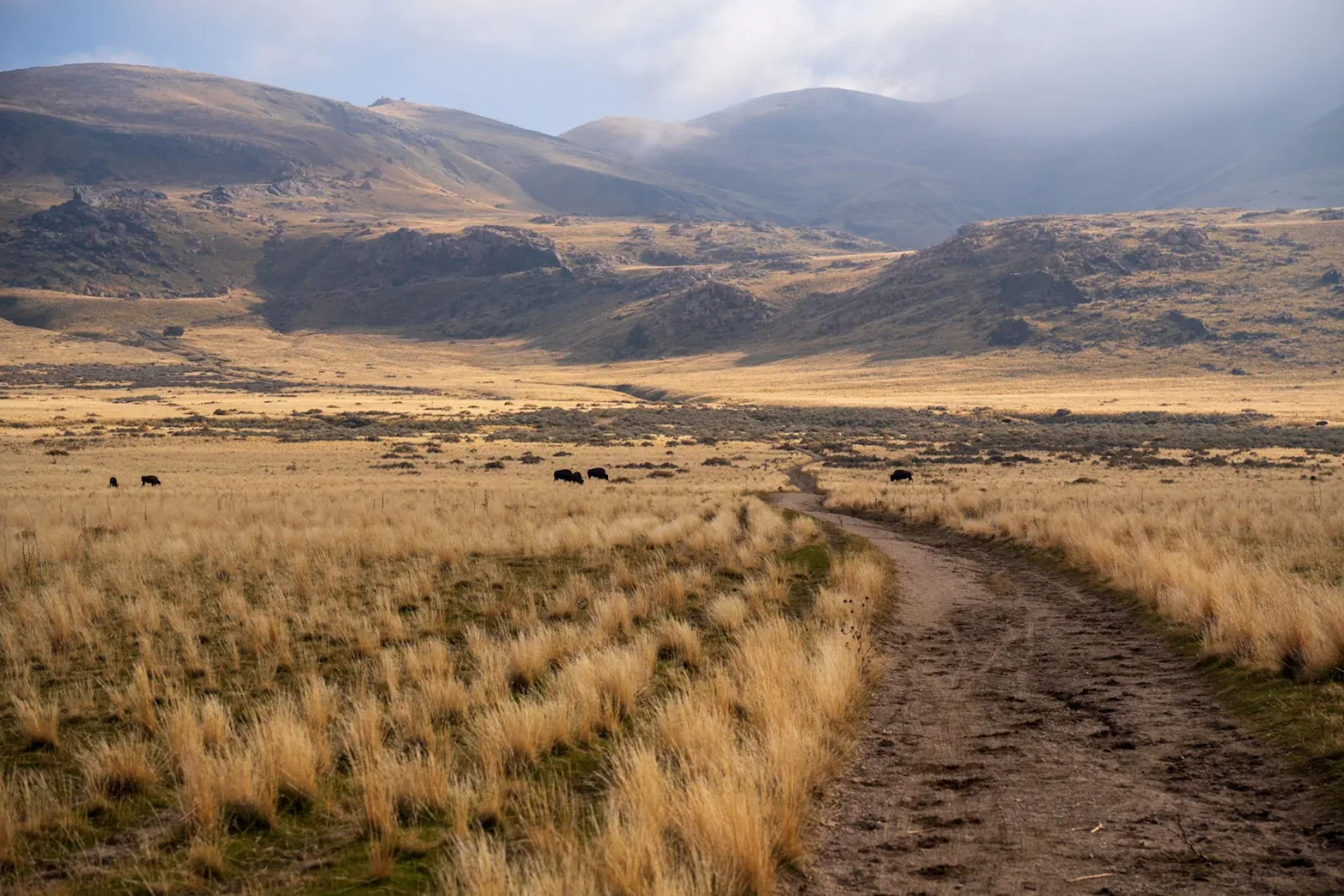 Bison crossing the trail