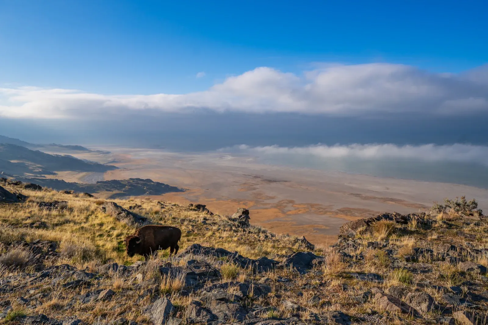 Bison blocking the trail to the cliff